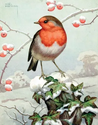 The Robin : A Biography - Stephen Moss